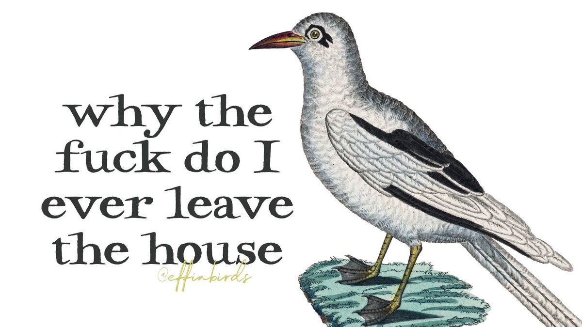 EffinBirds's tweet photo. https://t.co/oodv7xxuOa
