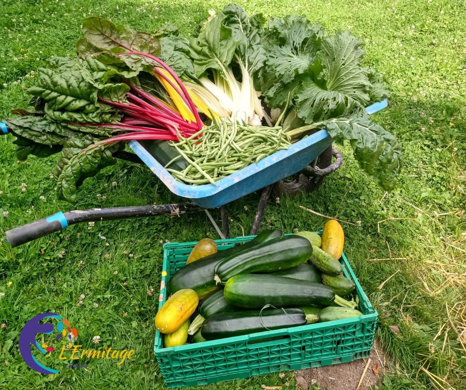 Des nouvelles de notre tiers-lieu engagé préféré ! 🌍🙌

La récolte de la semaine entre courgettes, concombres et haricots 🥒🥬

Et vous quelles sont vos recettes pour ce mois d'#Août2021 ? 😁