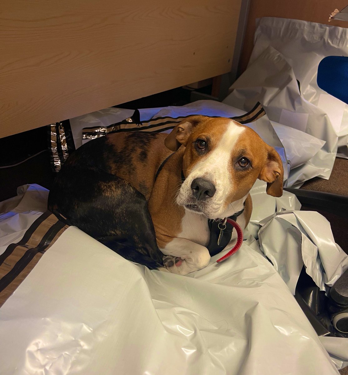 DogsbodyRVC's tweet image. When the comfiest place in the office turns out to be a pile of bags of equipment ready to send out to clinical trial participants 🤦‍♀️ If anything is missing we know who to blame @DrEmilyB 😉 #doglogic #sciencedog