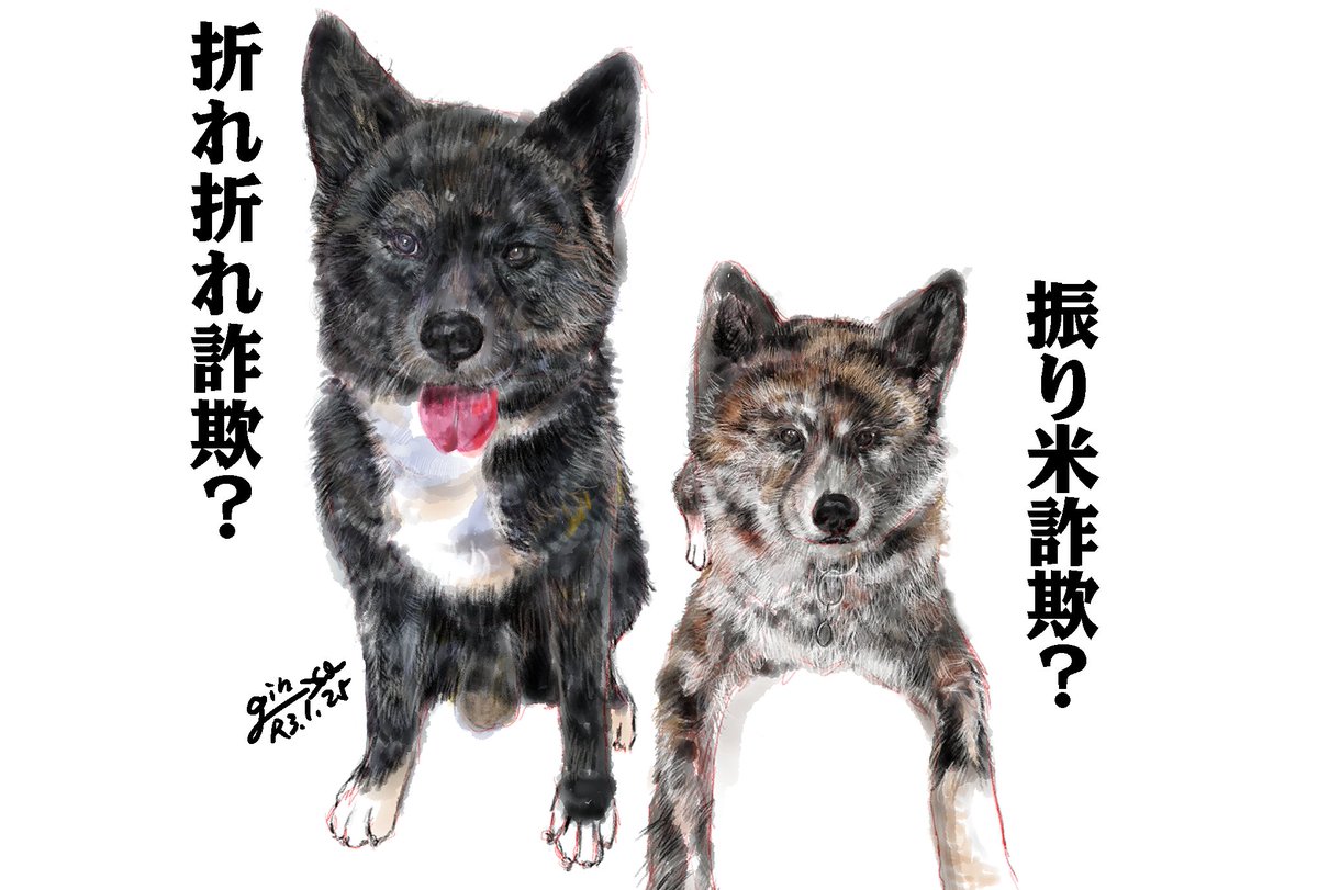 虎毛秋田犬 虎毛秋田犬