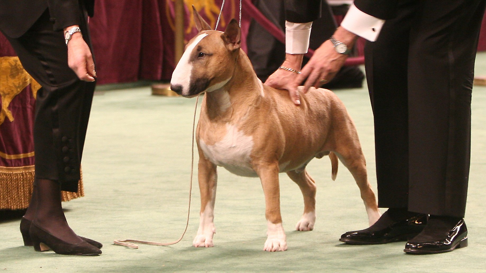 Westminster hotsell bull terrier