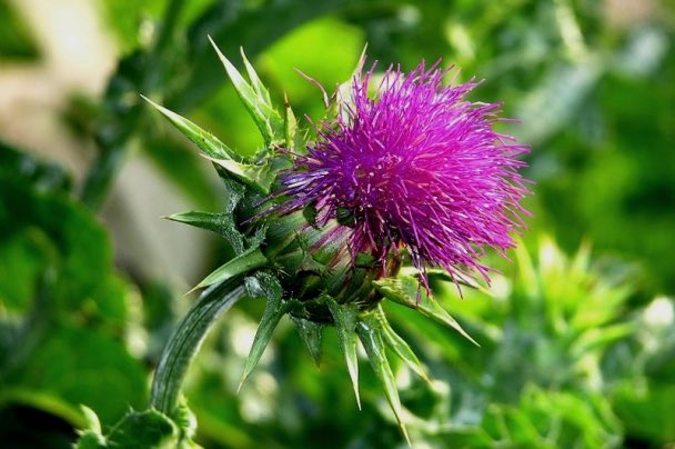 มันไม่ได้บังเอิญว่ะ ต้นในรูปคือต้น Thistle ทิซเซิลคือดอกหญ้ามีหนามชนิดนึง ถ้าพันธุ์ milk ทิซเซิลสามารถใช้ “ถอนพิษ” ได้ แต่ถ้าเชิงสัญลักษณ์ ดอกไม้อันนี้สามารถแปลได้ว่า “ความเจ็บปวด และ การปกป้อง” ได้อีกด้วย ขออีกหน่อย จะผูกคาแรคเตอร์ของยูตะได้ละ ขออีกเร็วเอสเอ็ม
