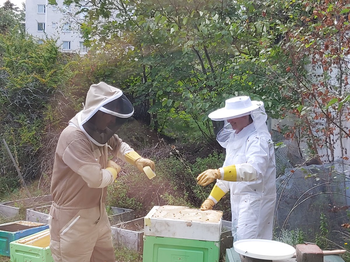 La récolte du miel a commencé ! Hunajan talteenotto on alkanut !
