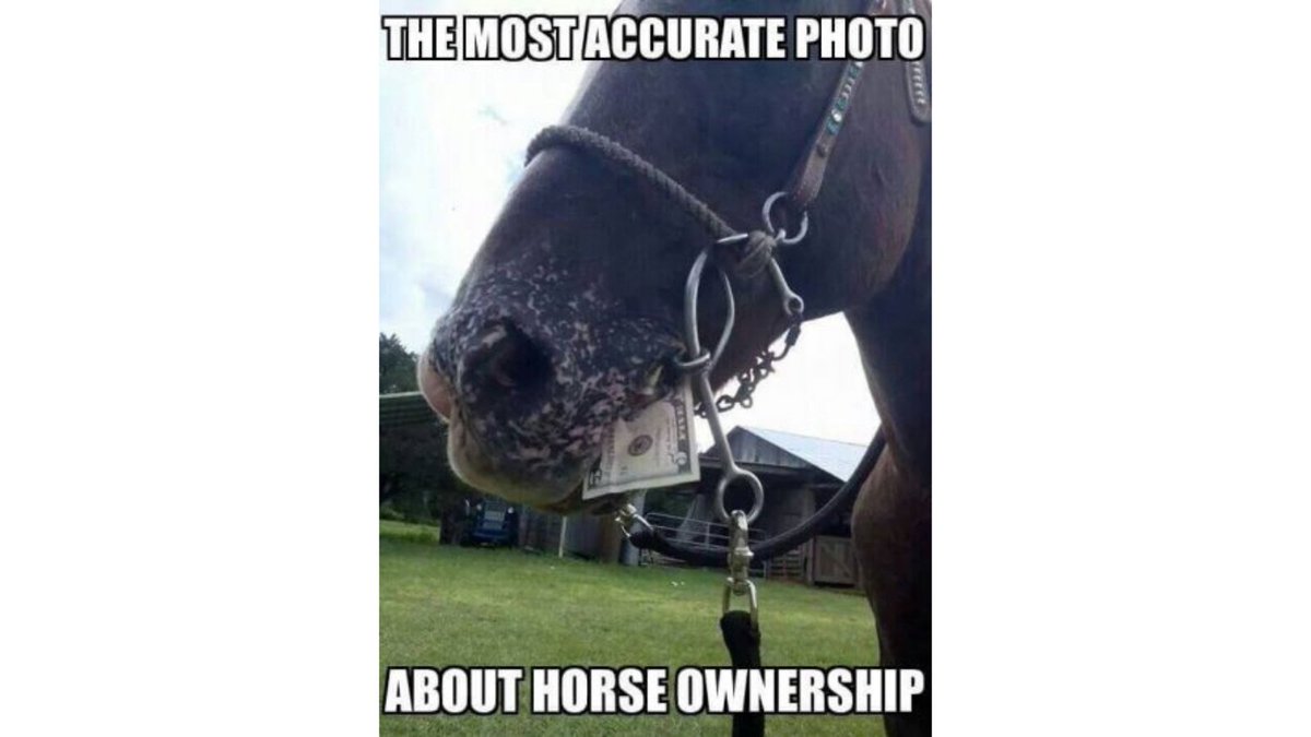 🤩 In #DeRace #NFT horse racing universe laws of nature work the other way around

Your NFT horse will be earning you money instead!🤯

#PlayToEarn #NFTGame