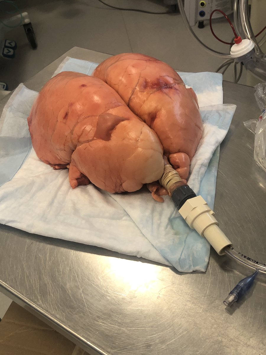 RT_Rick's tweet photo. Yesterday, I got to play in the #simlab with our Surgical Critical Care fellows, PICU fellows, & pig lungs! We got to see lung recruitment & derecruitment w/ the HFOV, APRV, & conventional modes of ventilation.
It was definitely a good day! #livetissuelab #lunglab #ventlab https://t.co/ECRx4AD0LD