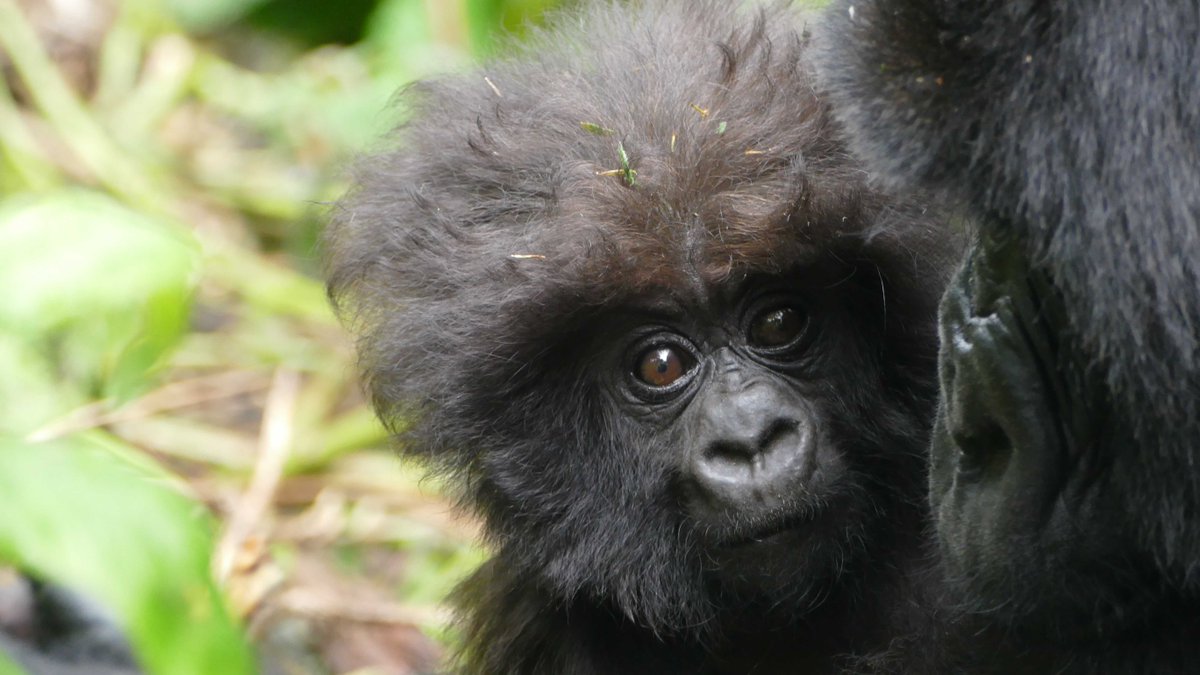 SavingGorillas's tweet photo. Our hair after a #roughmonday ๐ย โจ#gorillas #nature #baby
๐ธ: J.P. Samedi Mucyo https://t.co/z7y9YCG1e2