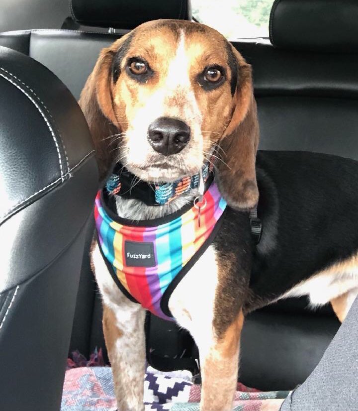 What Dog Breed Is Pluto