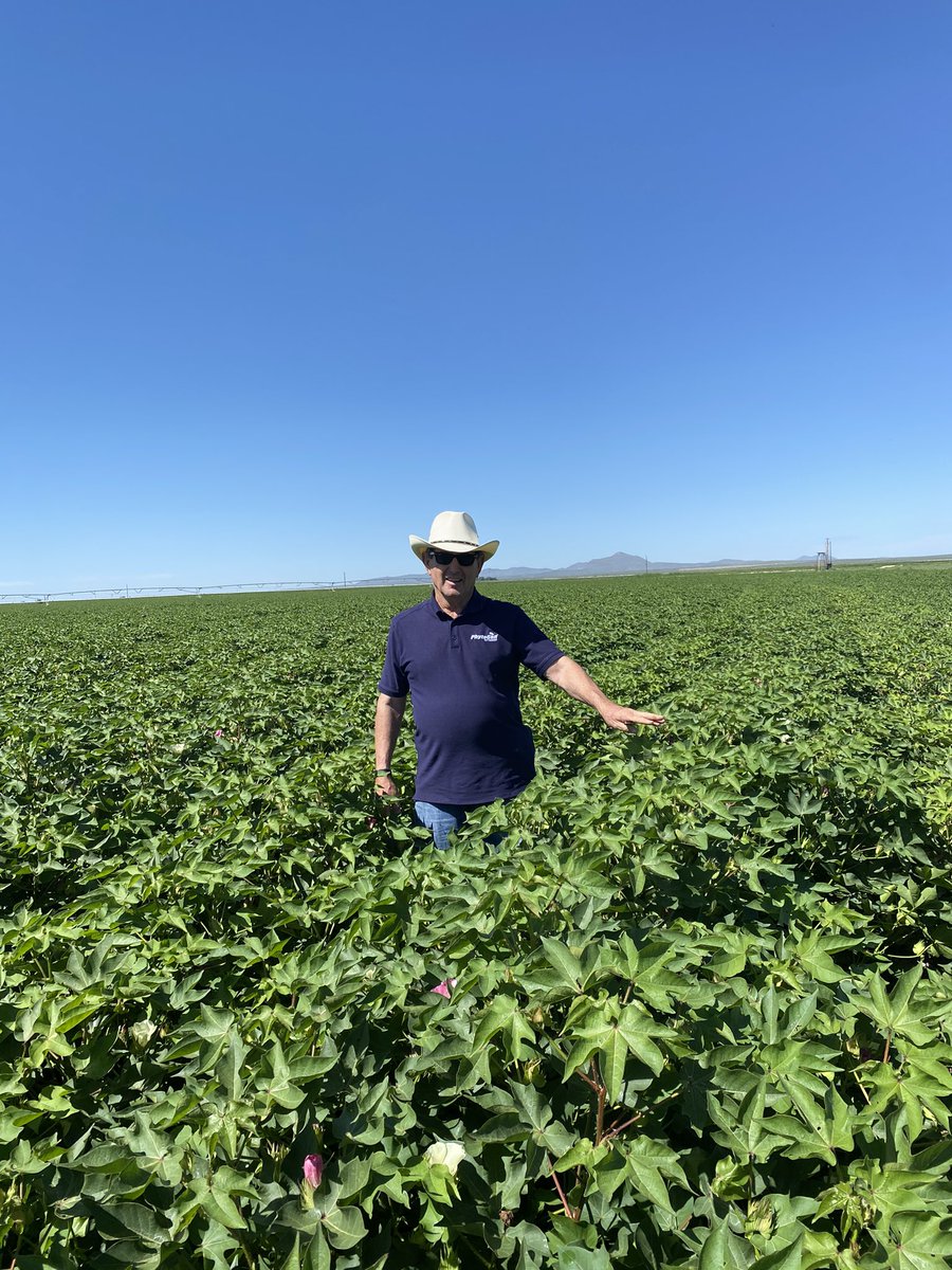 This is the time of year my job gets really fun! These producers are growing some beautiful #PhytoGen cotton in Dell City, TX. Praying for a cooperative September, and anxious to see what this stuff picks. Easily 4-5 bale potential.  #PHY205 #PHY332 #PHY350