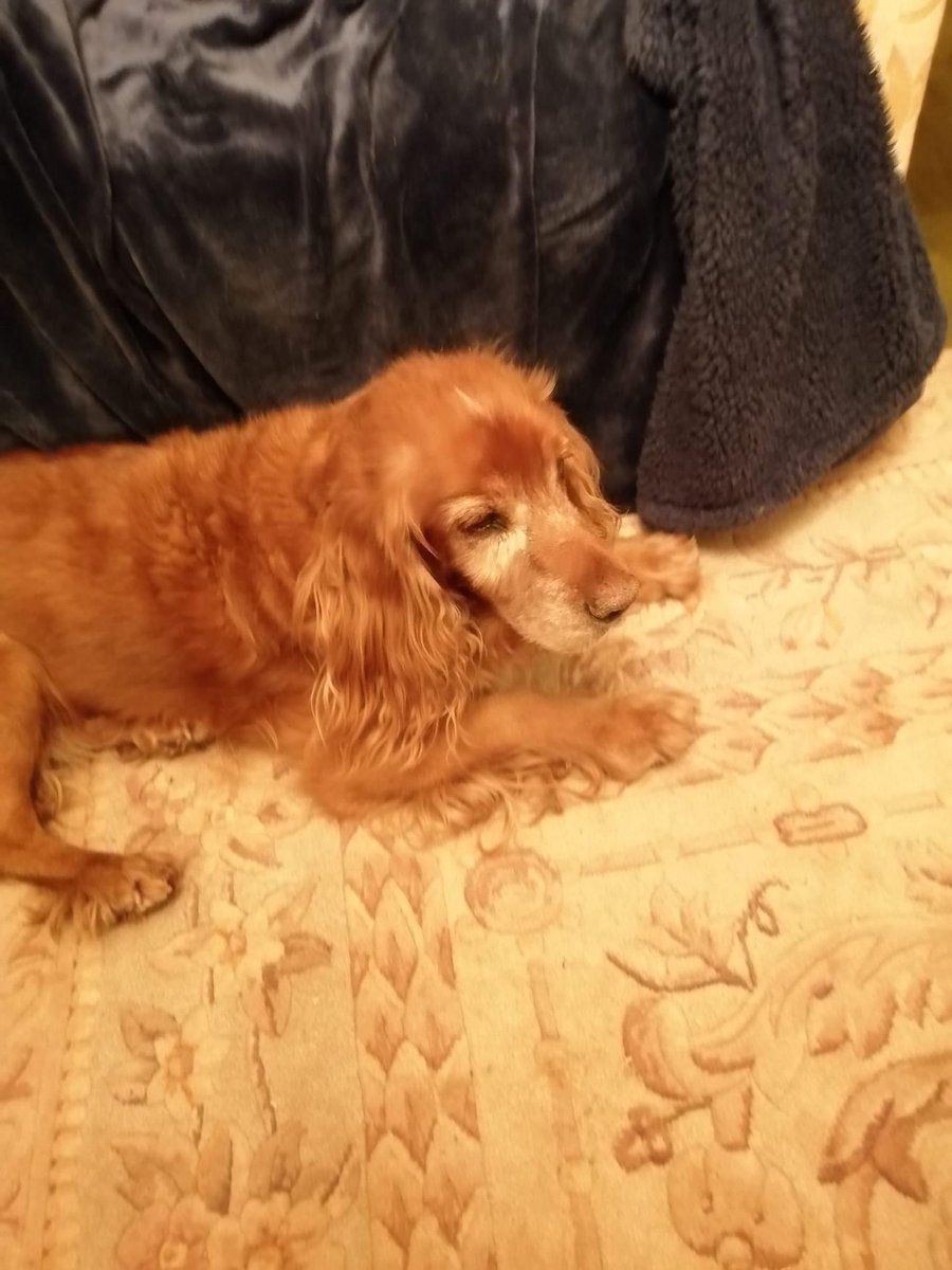 spaniel alert (@rosiedoc2) on Twitter photo Monty is missing, #Lamorna. #CORNWALL
16 years old, deaf & almost blind & has wonky back legs.
m.facebook.com/story.php?stor…
<a href="/cornwall4dogs/">Dog Friendly Cornwall</a> <a href="/Intocornwall/">Into Cornwall</a> @piratefm <a href="/CornwallHour/">Cornwall Hour</a> <a href="/bs2510/">beth</a> <a href="/HunnyJax/">Stolen Missing Longtimelost 🐾Where Are They All</a> <a href="/MissingPetsGB/">Missing Pets GB</a> <a href="/pettheftaware/">Pet Theft Awareness</a> <a href="/karen11564937/">lost pets rts</a> <a href="/MsTKIndeed/">TK</a> <a href="/LisaLisaw1/">Lisa</a> <a href="/linda_kinnon/">Linda Kinnon 💙🏴💙</a> Monty is missing, #Lamorna. #CORNWALL
16 years old, deaf & almost blind & has wonky back legs.
m.facebook.com/story.php?stor…
<a href="/cornwall4dogs/">Dog Friendly Cornwall</a> <a href="/Intocornwall/">Into Cornwall</a> @piratefm <a href="/CornwallHour/">Cornwall Hour</a> <a href="/bs2510/">beth</a> <a href="/HunnyJax/">Stolen Missing Longtimelost 🐾Where Are They All</a> <a href="/MissingPetsGB/">Missing Pets GB</a> <a href="/pettheftaware/">Pet Theft Awareness</a> <a href="/karen11564937/">lost pets rts</a> <a href="/MsTKIndeed/">TK</a> <a href="/LisaLisaw1/">Lisa</a> <a href="/linda_kinnon/">Linda Kinnon 💙🏴💙</a>