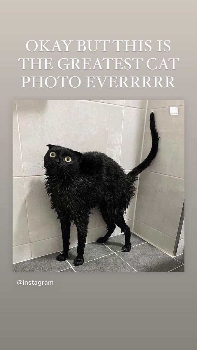 JoyPearson's tweet photo. Now that I’m on a podcast, I guess I have to be more active on here. So here’s a picture of a ridiculous cat I found https://t.co/i3gXdB2gba