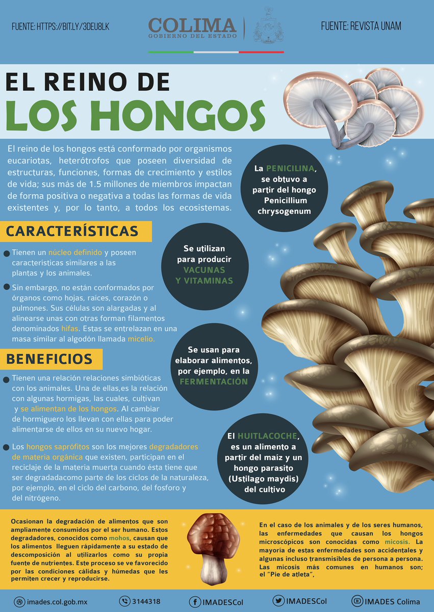 Los #hongos🍄están ampliamente distribuidos por todo el planeta, en climas  tropicales, subtropicales, templados y fríos. Se estima que en el mundo  pueden existir entre 1.5 y 5 millones de hongos, de los