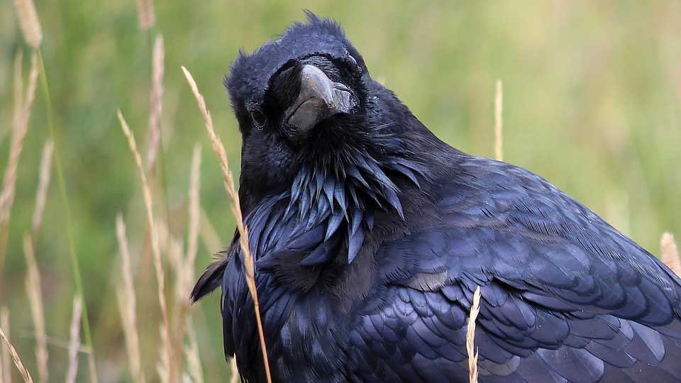 luxpandemonium's tweet image. Michael Demiurgos as various corvids: an unnecessary thread