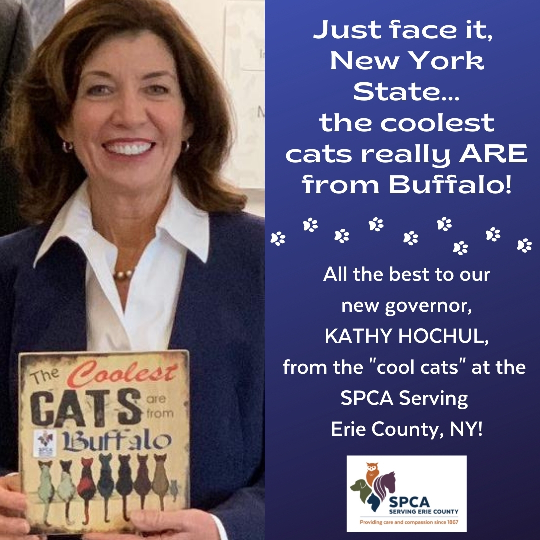 Tail wags to our governnor,  @LtGovHochulNY @Kathy Hochul @ltgovhochulny , from the cool cats at the SPCA Serving Erie County!