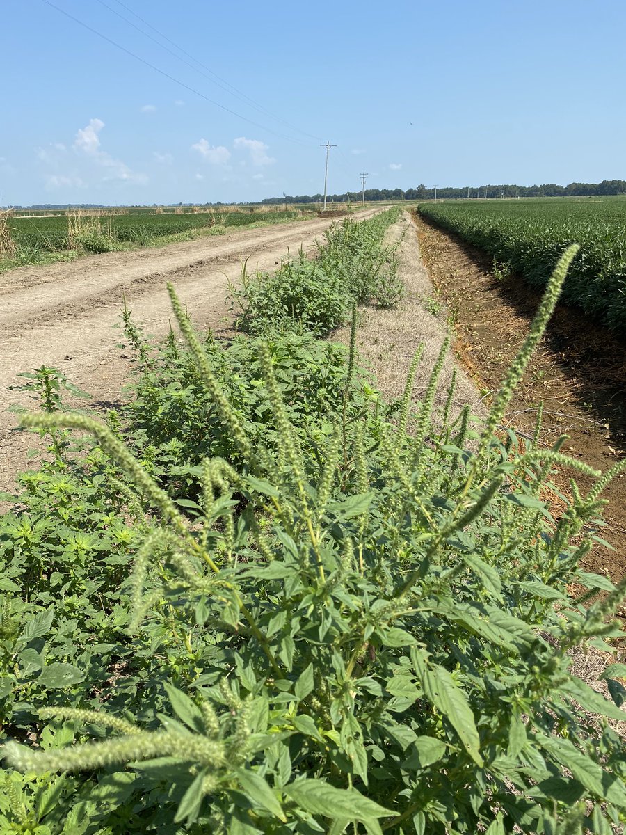 Pig weeds on CR 405 in Phillips county , AR. These things are awful, especially this time of year.