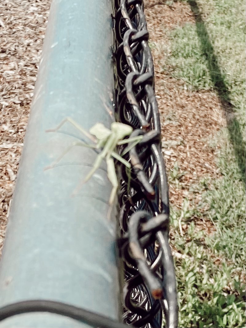 RCPS_EarlyLearn's tweet image. Praying mantis insect study #weregoingbuggy #insects #playgroundscience