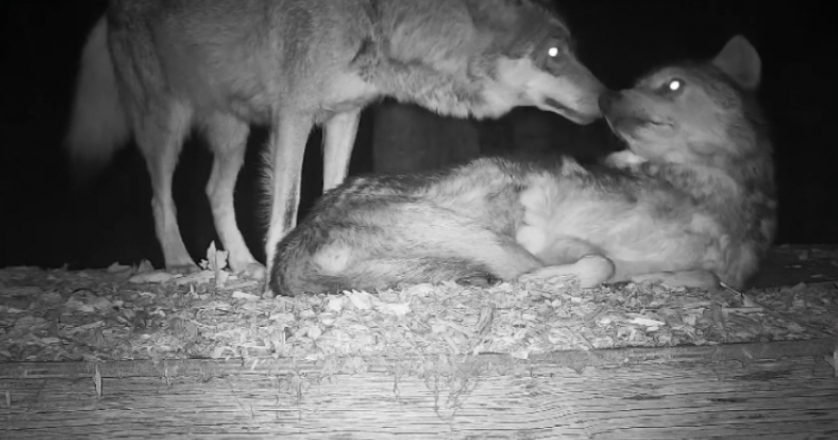 ZS_LatinAmerica's tweet photo. ❤️Diego & Valentia Little Update💙
🐺💙🐺❤️ Snuggling together 😊🥰
Photos from 10 last days
Dont forget you can watch them on livestream here
⬇️⬇️
https://t.co/wivNMQMEfH
#WolveZS #CactuZS #ZaintSee
I' ll try to bring updates more often and also little clips 😁🙏 https://t.co/Pvymd5k0IO