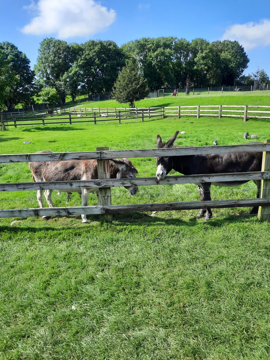 Richard_Hazell_'s tweet image. A beautiful day and we took the kids to @GlendeerPetFarm in Athlone 🇮🇪 #traveltribe #farm #petfarm