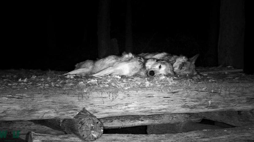 ZS_LatinAmerica's tweet photo. ❤️Diego & Valentia Little Update💙
🐺💙🐺❤️ Snuggling together 😊🥰
Photos from 10 last days
Dont forget you can watch them on livestream here
⬇️⬇️
https://t.co/wivNMQMEfH
#WolveZS #CactuZS #ZaintSee
I' ll try to bring updates more often and also little clips 😁🙏 https://t.co/Pvymd5k0IO
