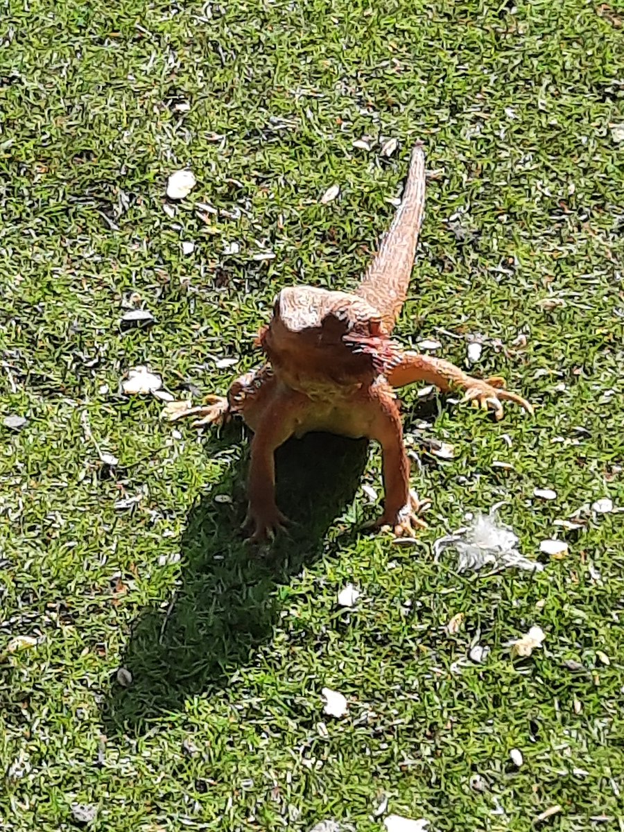 Richard_Hazell_'s tweet image. A beautiful day and we took the kids to @GlendeerPetFarm in Athlone 🇮🇪 #traveltribe #farm #petfarm