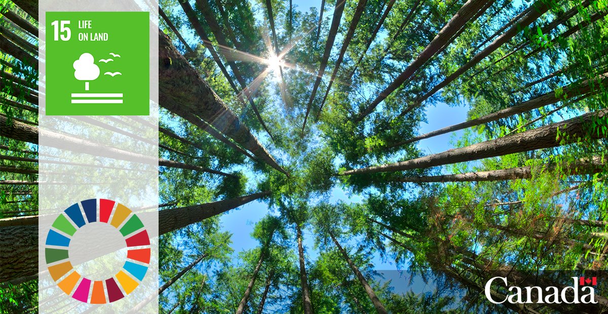 InspectionCan's tweet image. Protecting plant health contributes to the UN's #SustainableDevelopment Goal 15: Life on Land. Take to your backyard or park this #TreeCheckMonth and contribute to #Sustainability and #CommunityScience! bit.ly/3wWHeO2
