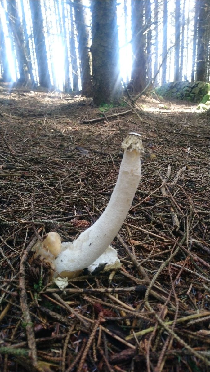 Conor Ryan tweet media