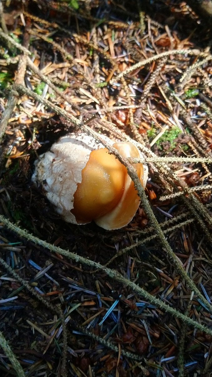 Conor Ryan tweet media