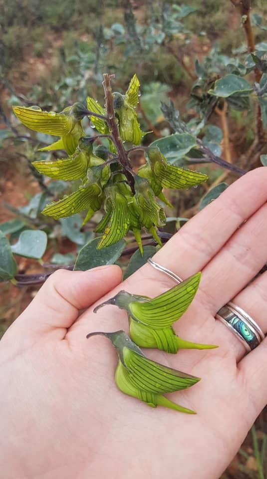 Crotalaria cunninghamii, also known as green birdflower, is a plant of the legume family Fabaceae. Its flower strongly resembles a bird attached by its beak to the central stalk of the flowerhead [read more: buff.ly/2I1gzXS]