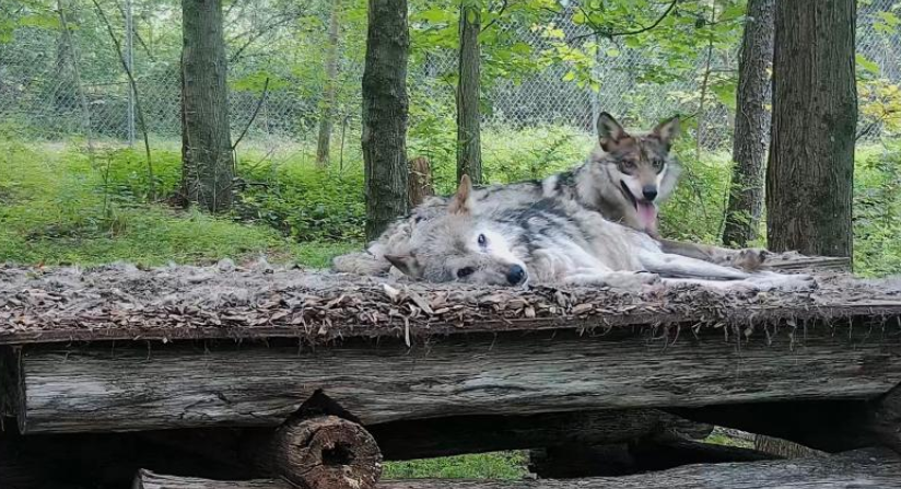 ZS_LatinAmerica's tweet photo. ❤️Diego & Valentia Little Update💙
🐺💙🐺❤️ Snuggling together 😊🥰
Photos from 10 last days
Dont forget you can watch them on livestream here
⬇️⬇️
https://t.co/wivNMQMEfH
#WolveZS #CactuZS #ZaintSee
I' ll try to bring updates more often and also little clips 😁🙏 https://t.co/Pvymd5k0IO