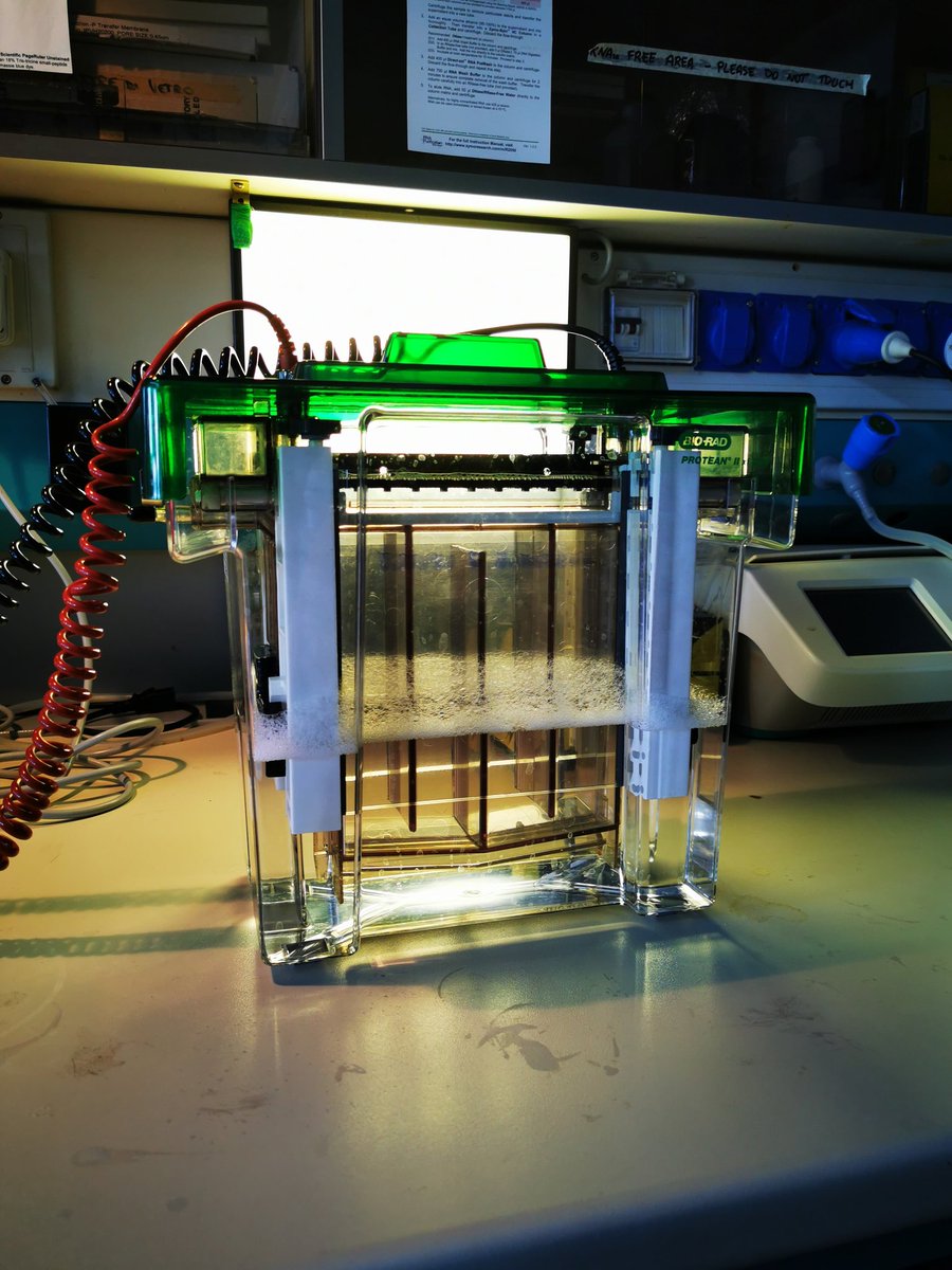 BrivioLab's tweet image. HSP from D. suzukii fat bodies 🐛🙋🏻‍♀️
-
-
#Drosophila #suzukii #Drosophilasuzukii #HSP #ImmuneSystem