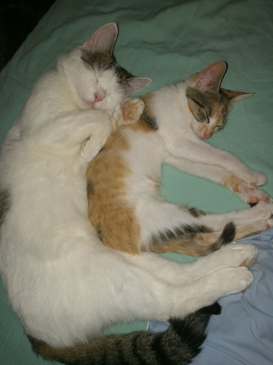 EllyGreenTweets's tweet photo. @sambeawesome Sleepy time. https://t.co/YqrXRbiYB1