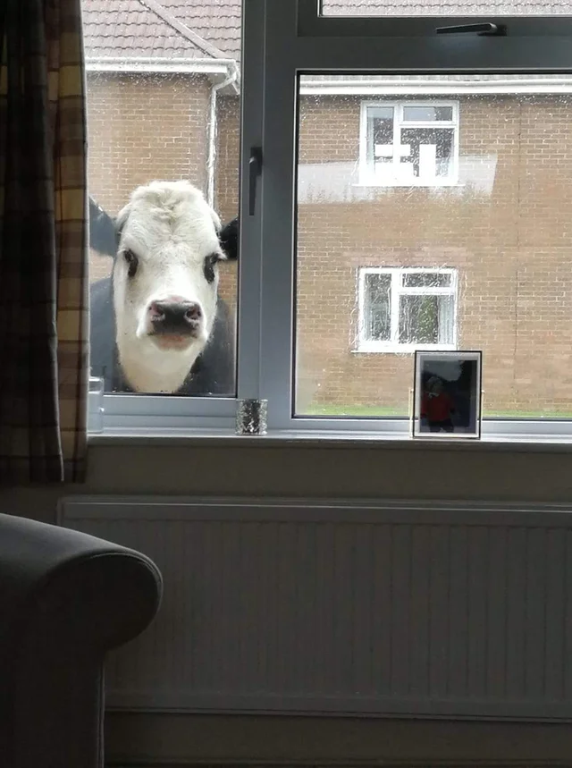WholesomeMeme's tweet photo. Moo? https://t.co/uUDSlfgdLj