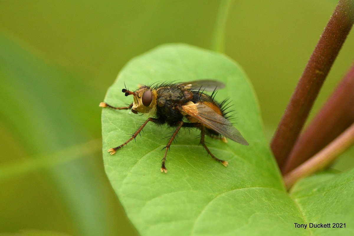 parkbirdslondon's tweet photo. Having seen one #orbwebspider wrapping a fly I was a bit surprised to find this one wrapping a #RuddyDarter. I also came across these flies, one's got snazzy footwear, while the #hoverfly has colourful wings.
#NaturePhotography #Broadland #NorfolkWT https://t.co/8v1Jj64A8u