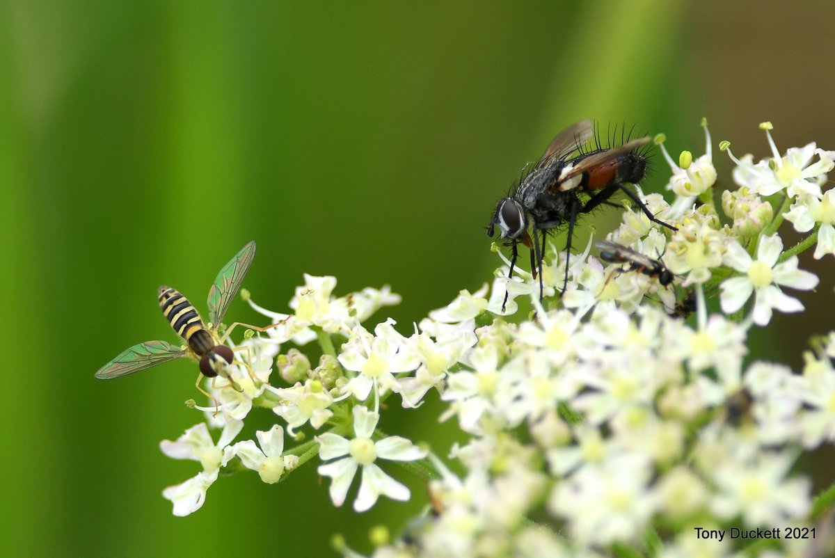 parkbirdslondon's tweet photo. Having seen one #orbwebspider wrapping a fly I was a bit surprised to find this one wrapping a #RuddyDarter. I also came across these flies, one's got snazzy footwear, while the #hoverfly has colourful wings.
#NaturePhotography #Broadland #NorfolkWT https://t.co/8v1Jj64A8u