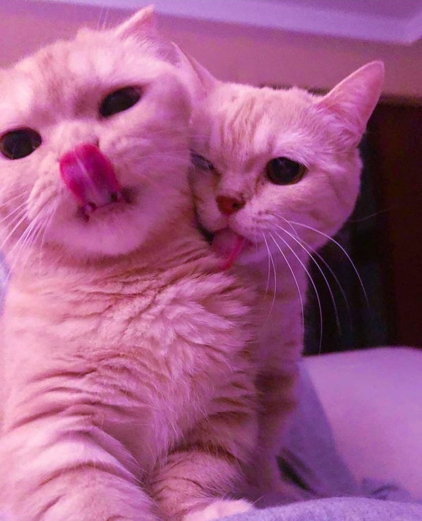 kwonpocketsize's tweet image. 🍒