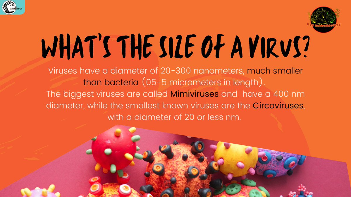 A virus is small but… how small? #tiny #virus #virology #giant #giantvirus #smallest #biggest #waytoosmall #bacteria #microbiology #science #scicomm #sciencecommunication #stem #didyouknow #newstuff #microscopic #underthemicroscope