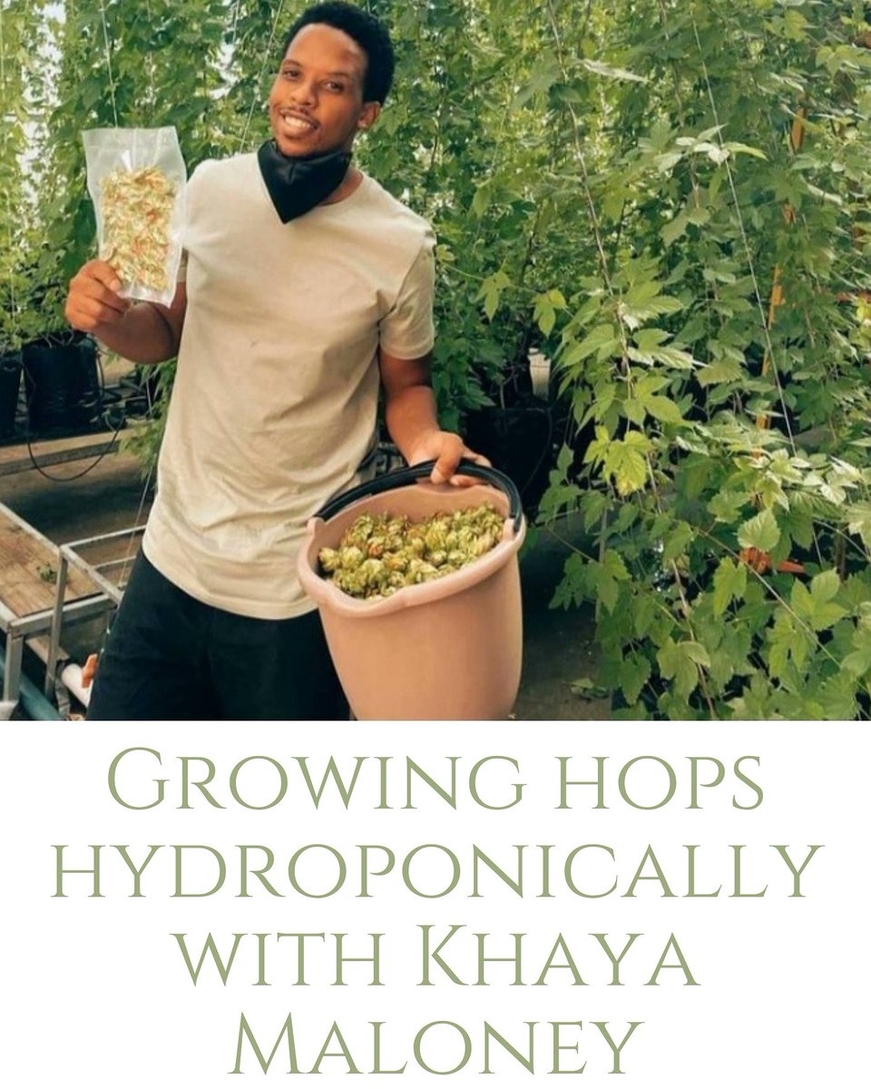On this episode, I had sit down with @KhayaMaloney founder of <a href="/afrileap/">AFRILEAP</a>. Who grows hops hydroponically. He shares his journey from studying Civil Engineering, getting scammed and more. 
youtu.be/rECEdpeWIUo