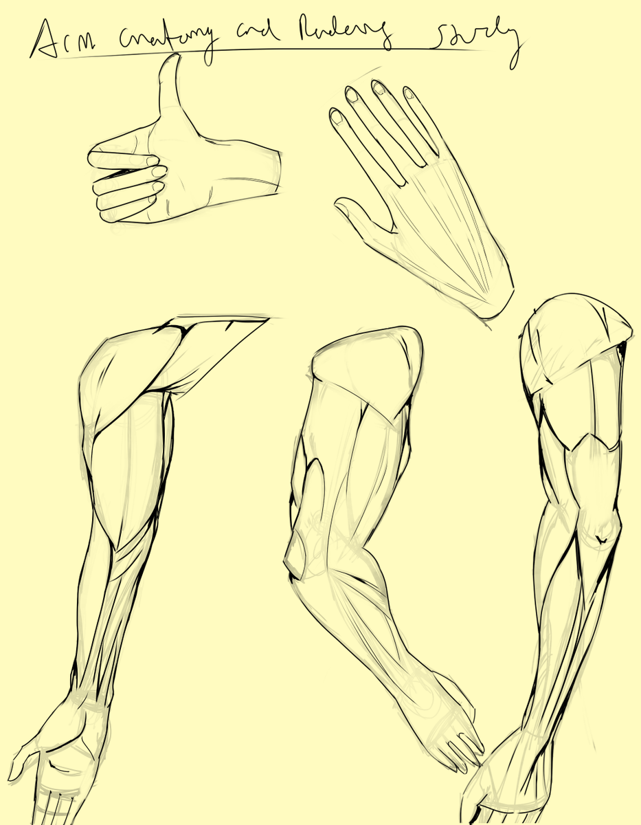 sproutzed's tweet photo. Arm anatomy Study
#armstudy #arm #digitaldrawing #digitalartist #digitalillustration #anatomy #male #muscle #dailydrawing #sketch #drawingpractice #arttips #hand #posestudy #artistoninstagram #artistontwitter https://t.co/n8upbJnstu