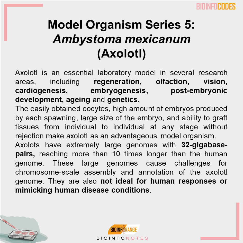 bioinfocodes's tweet photo. Our new #bioinfonotes about Model Organism Series 5: Ambystoma mexicanum (Axolotl) has been published! #model #organism #axolotl #science #biology #mimicing #genetics #biologynotes #salamander #development #regeneration https://t.co/dvmmlF2P0P