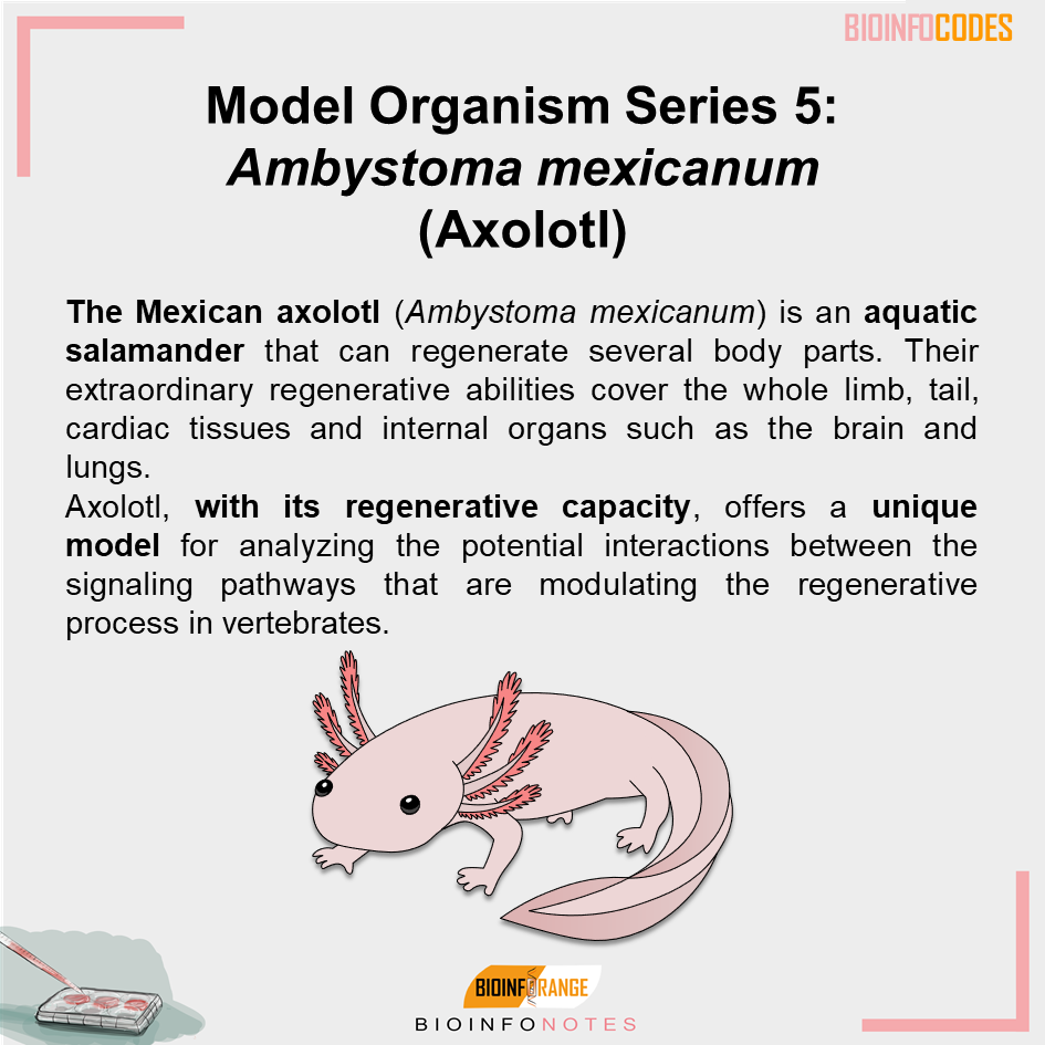 bioinfocodes's tweet photo. Our new #bioinfonotes about Model Organism Series 5: Ambystoma mexicanum (Axolotl) has been published! #model #organism #axolotl #science #biology #mimicing #genetics #biologynotes #salamander #development #regeneration https://t.co/dvmmlF2P0P