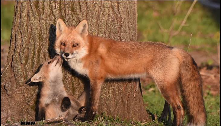 Fox names. Лиса с лисятами. Лис самец. Самка лисы. Мама лиса и Лисёнок.
