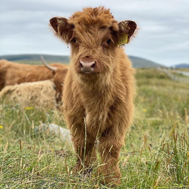 VisitScotland's tweet photo. It's #Coosday! 📢 Tag someone who needs to see this baby coo! 😍📍 North Uist, @OuterHebs 📷 IG/the_hebridean_cowgirl #RespectProtectEnjoy https://t.co/iIpBcD4Isb