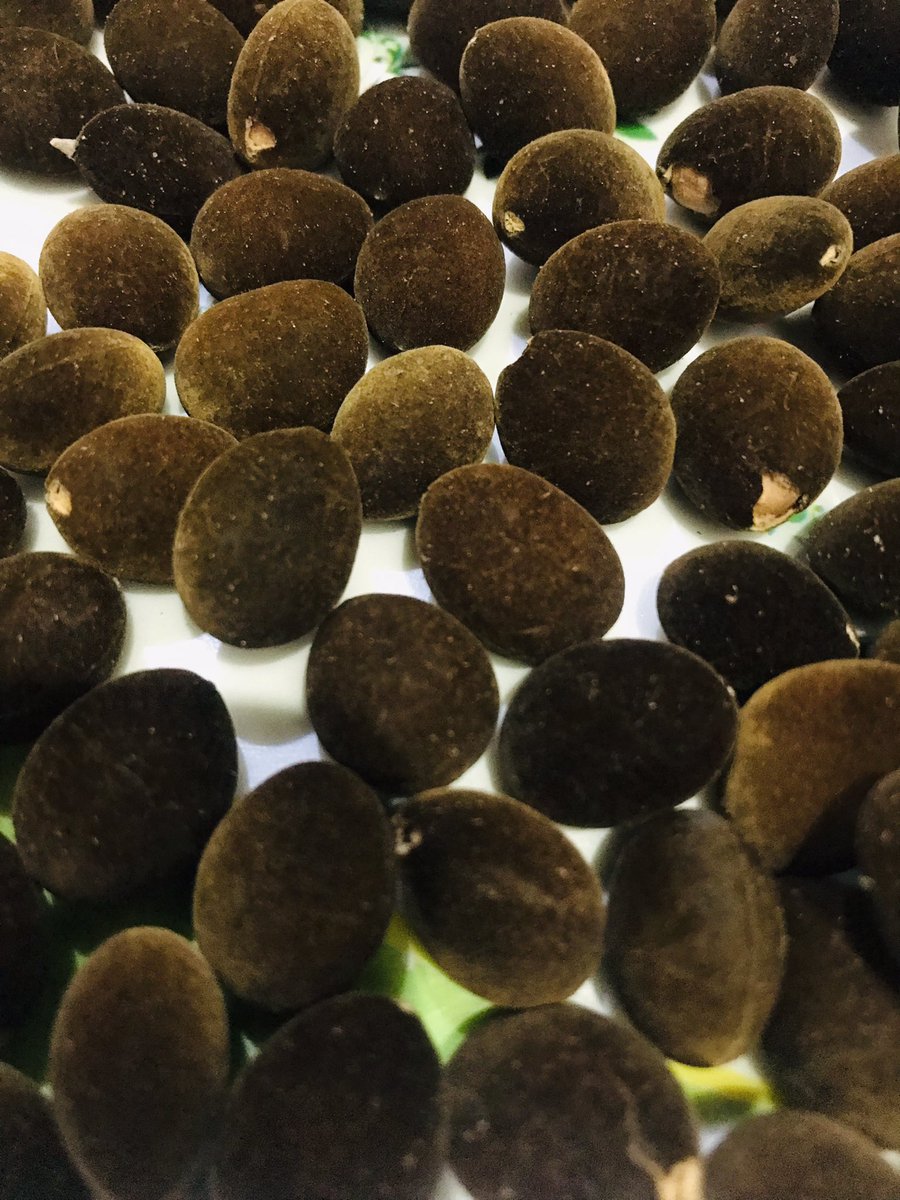 dilsath92's tweet image. #கடுபுளியங்காய்