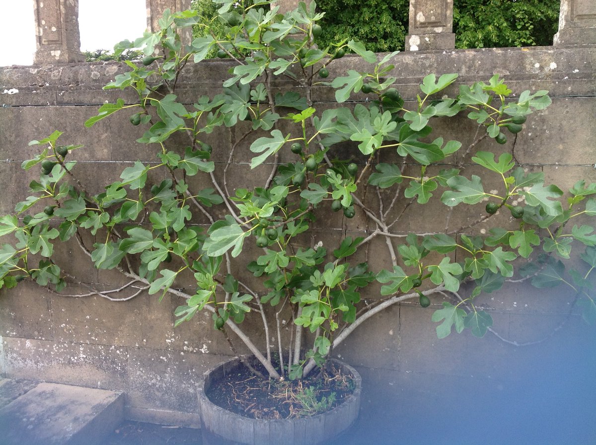 Among other flavours, ⁦<a href="/LaGrottaIces/">Kitty Travers</a>⁩ has been known to use fig leaves.