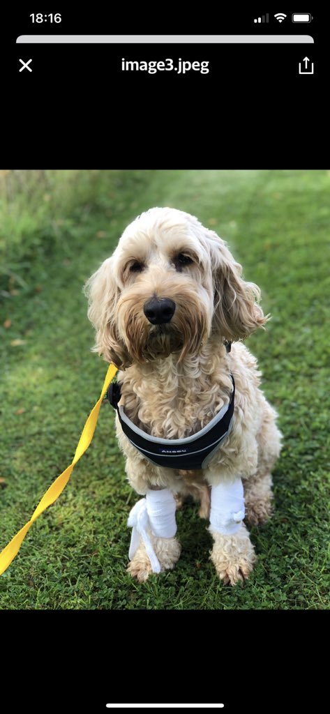 dmckenzie5350's tweet photo. It’s been a week today that our Charlie went down to Glasgow fighting for his life and to be sent photos of him today has cheered me up like you wouldn’t believe just hope now we will be getting him soon miss him so much #awwwcharlie https://t.co/0c9zkOXJcW
