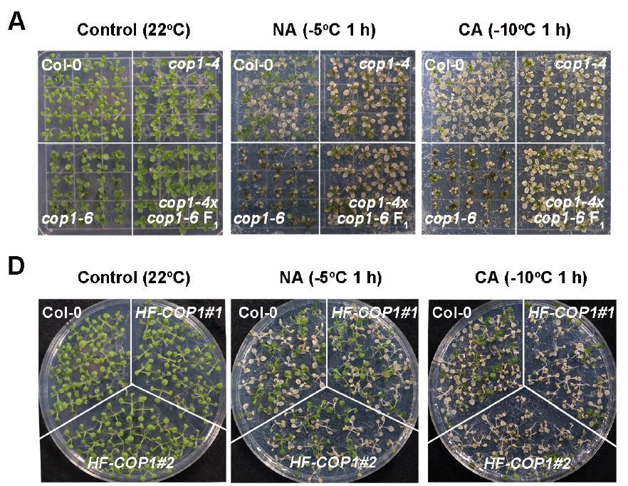 ThePlantCell's tweet photo. The CRY2-COP1-HY5-BBX7/8 module regulates blue light-dependent cold acclimation in Arabidopsis (Youping Li, Yiting Shi, Minze Li, Diyi Fu, Shifeng Wu, Jigang Li, Zhizhong Gong, Hongtao Liu, Shuhua Yang) #PlantSci https://t.co/dCgYUzUuUq https://t.co/ras7Clr1cR