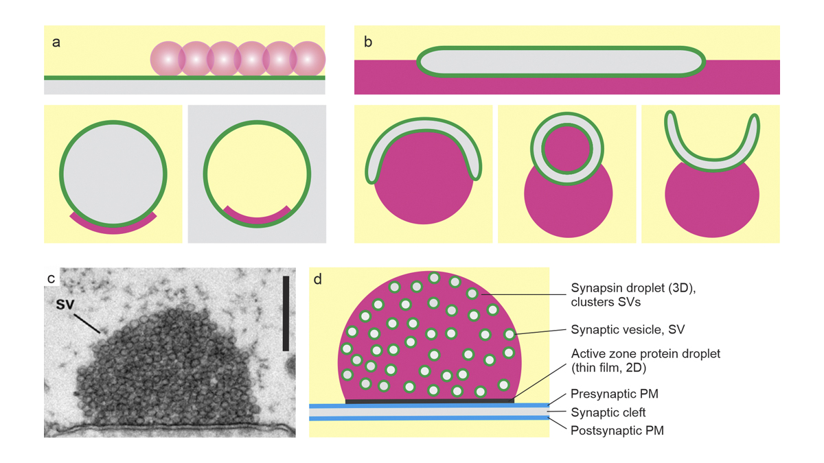 Rockefeller U. Press (@rockupress) on Twitter photo In <a href="/JCellBiol/">Journal of Cell Biology</a>, @hkusumaatmaja, May & Knorr <a href="/KnorrLab/">Interfacial Cell Biology</a> discuss the interaction mechanism of phase-separated and membrane-bound compartments and propose that this interplay can be understood as intracellular wetting phenomenon. bit.ly/3yojq65
@BioCondensates @IRILifeScience In <a href="/JCellBiol/">Journal of Cell Biology</a>, @hkusumaatmaja, May & Knorr <a href="/KnorrLab/">Interfacial Cell Biology</a> discuss the interaction mechanism of phase-separated and membrane-bound compartments and propose that this interplay can be understood as intracellular wetting phenomenon. bit.ly/3yojq65
@BioCondensates @IRILifeScience