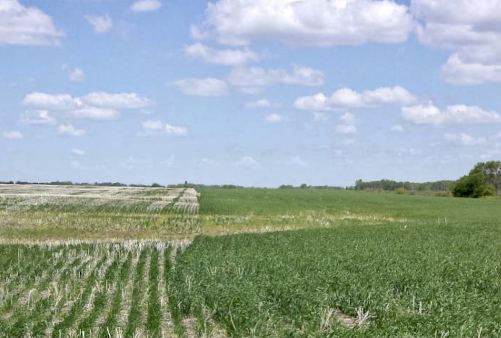 MBCooperator's tweet photo. Manitoba is still in a state of drought as winter cereal seeding season approaches, but in some ways, that’s increasing interest. https://t.co/mQdtb6hmiw https://t.co/gAj02UVCM1