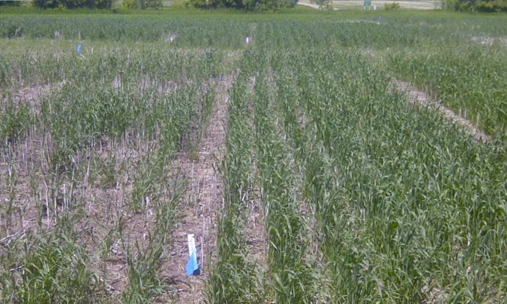 MBCooperator's tweet photo. Manitoba is still in a state of drought as winter cereal seeding season approaches, but in some ways, that’s increasing interest. https://t.co/mQdtb6hmiw https://t.co/gAj02UVCM1