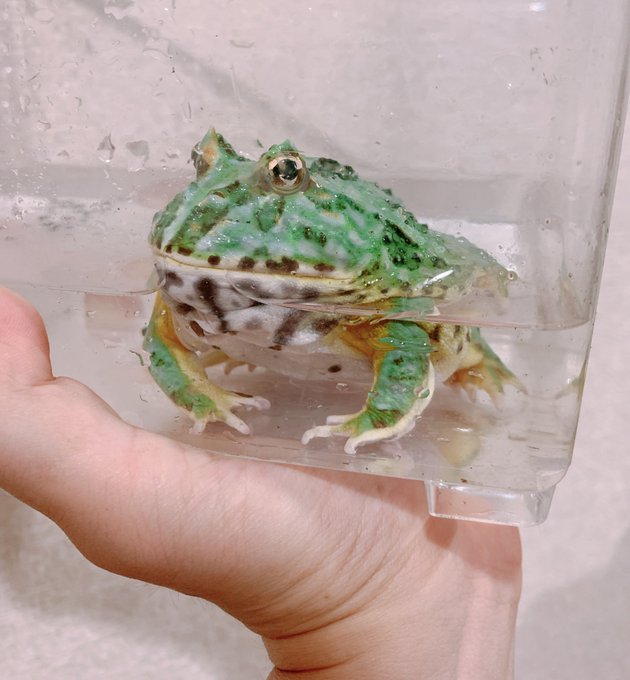 プリティーなお尻🐸(メンテ中) 