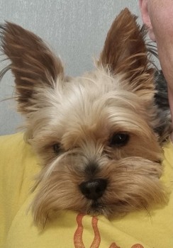 The_Animal_Team's tweet photo. Male #YorkshireTerrier #Leon is #missing from #DartmouthWalk #SouthHam #Basingstoke #RG22 area since 23/8/21. Last seen near #WesternWay #SouthHam 4pm that day. Chipped. https://t.co/0pruYbXWTZ #dogs #dogsoftwitter #MissingDog https://t.co/2f1erUYrbq